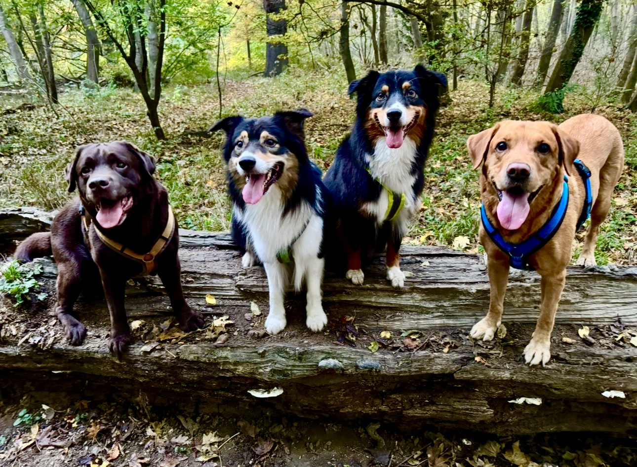 Vier fröhliche Hunde auf einem Baumstamm im Wald