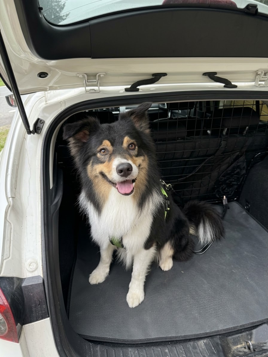 Hund sitzt sicher im gesicherten Auto-Kofferraum