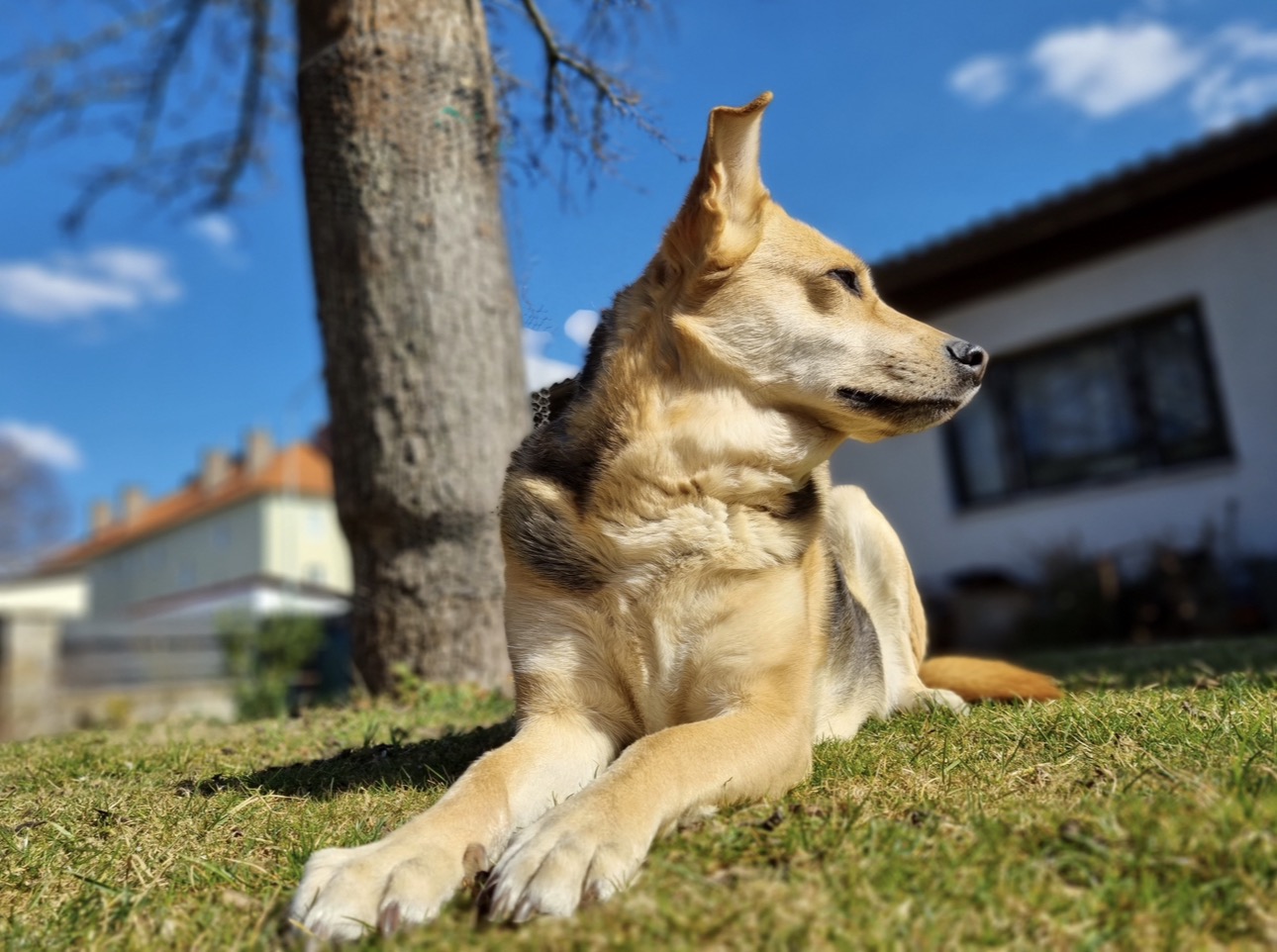 Hund entspannt auf der Wiese vor einem Haus