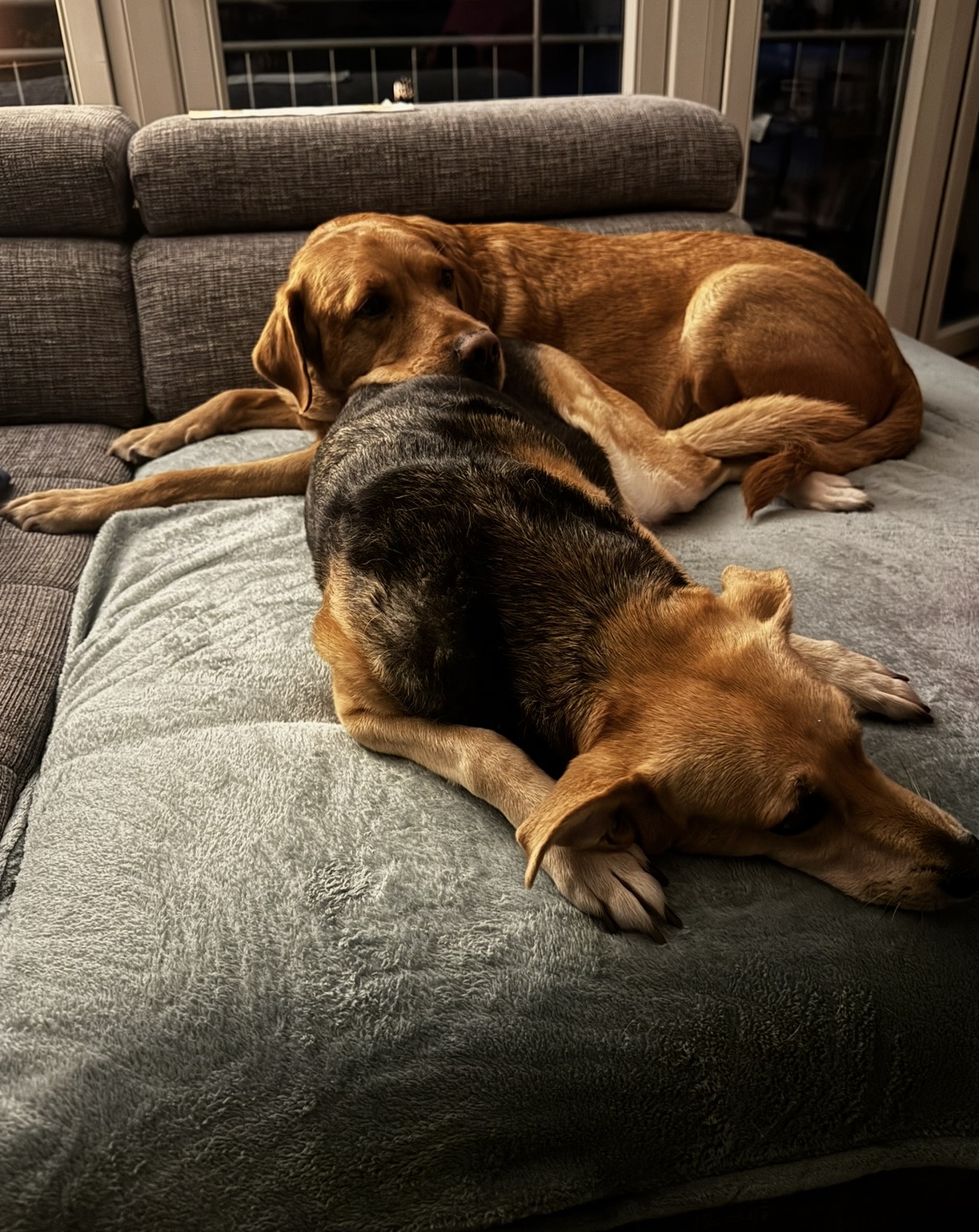 Zwei Hunde kuscheln entspannt auf dem Sofa