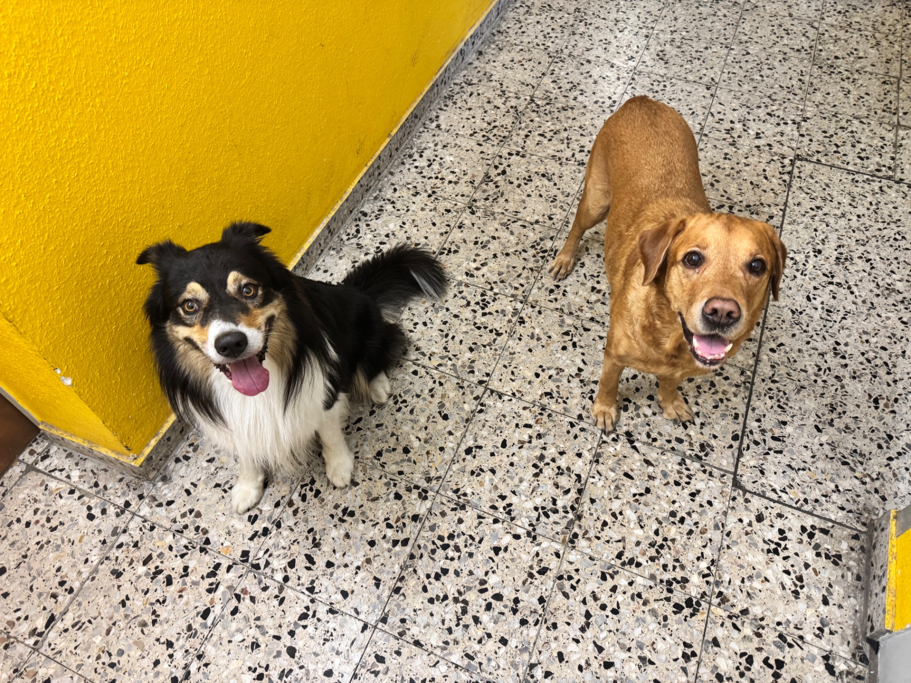 Zwei Hunde zu Hause im Hausflur